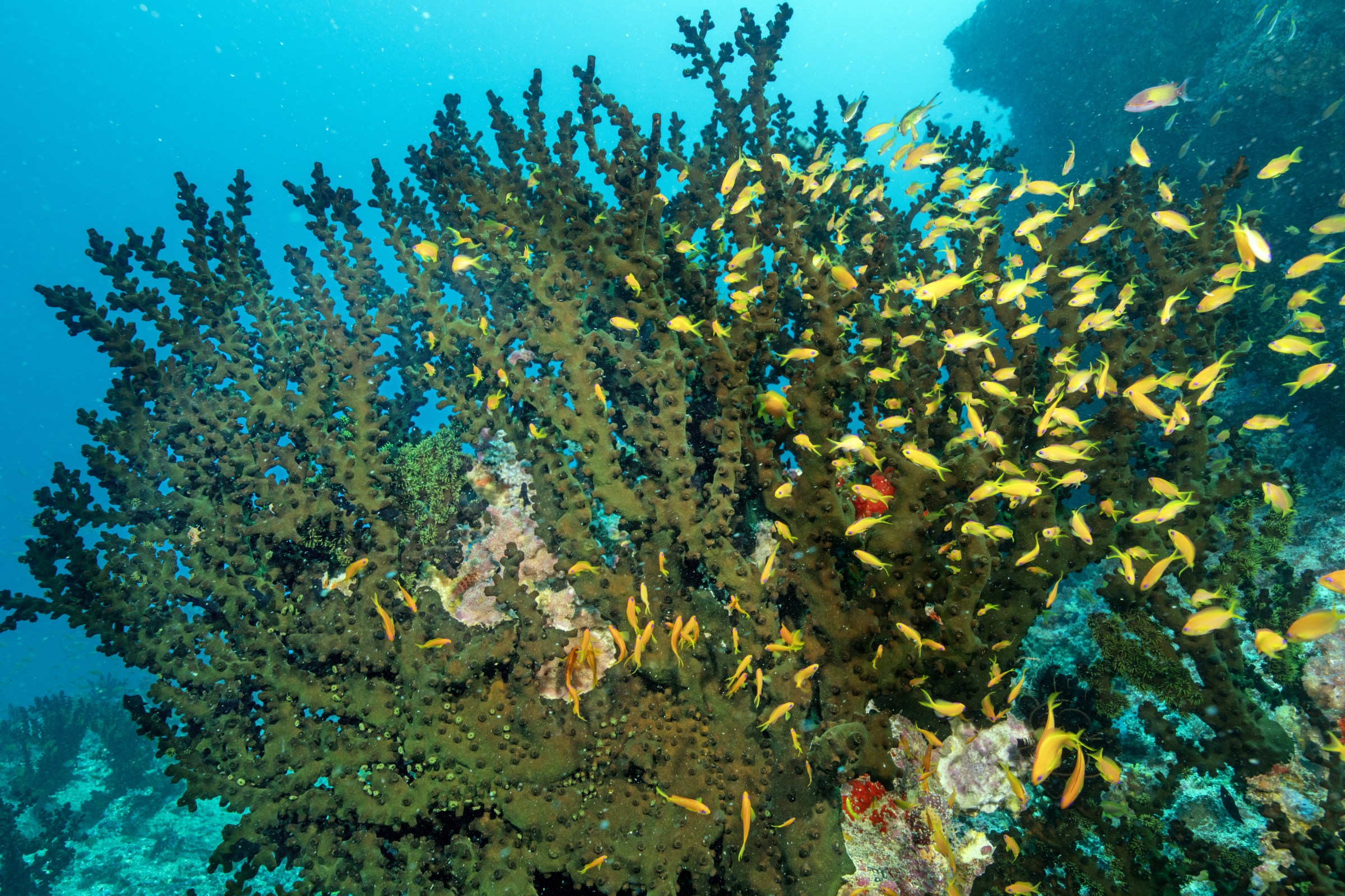 There’s no pictures of these guys in our database. Here’s a coral reef, instead. Have fun finding Namo.