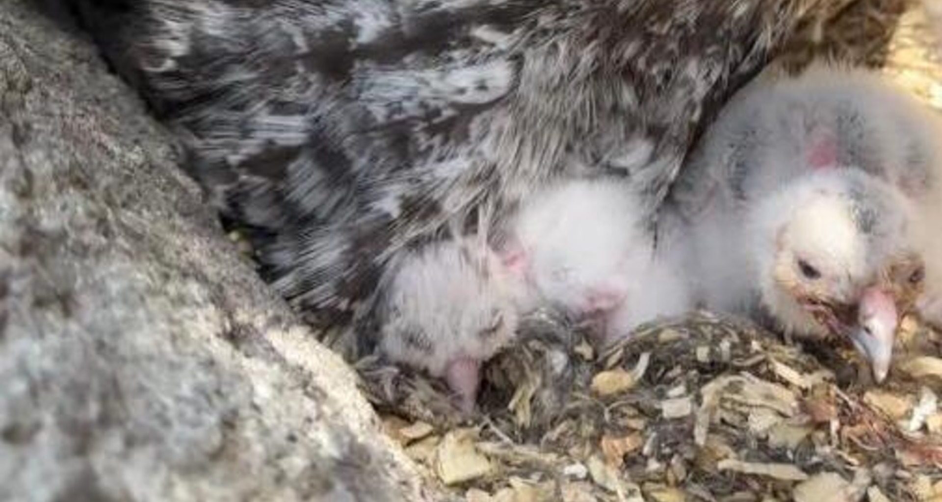 Great grey owl chicks