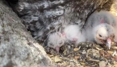 Great grey owl chicks