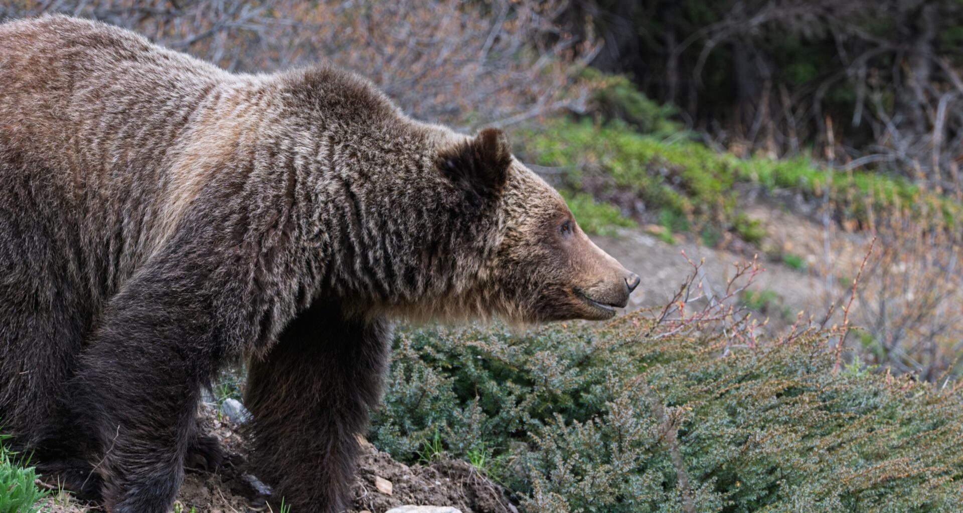 Bear Warning issued along Highway 40 corridor
