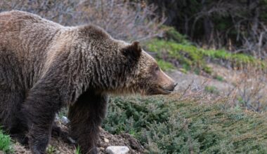 Bear Warning issued along Highway 40 corridor