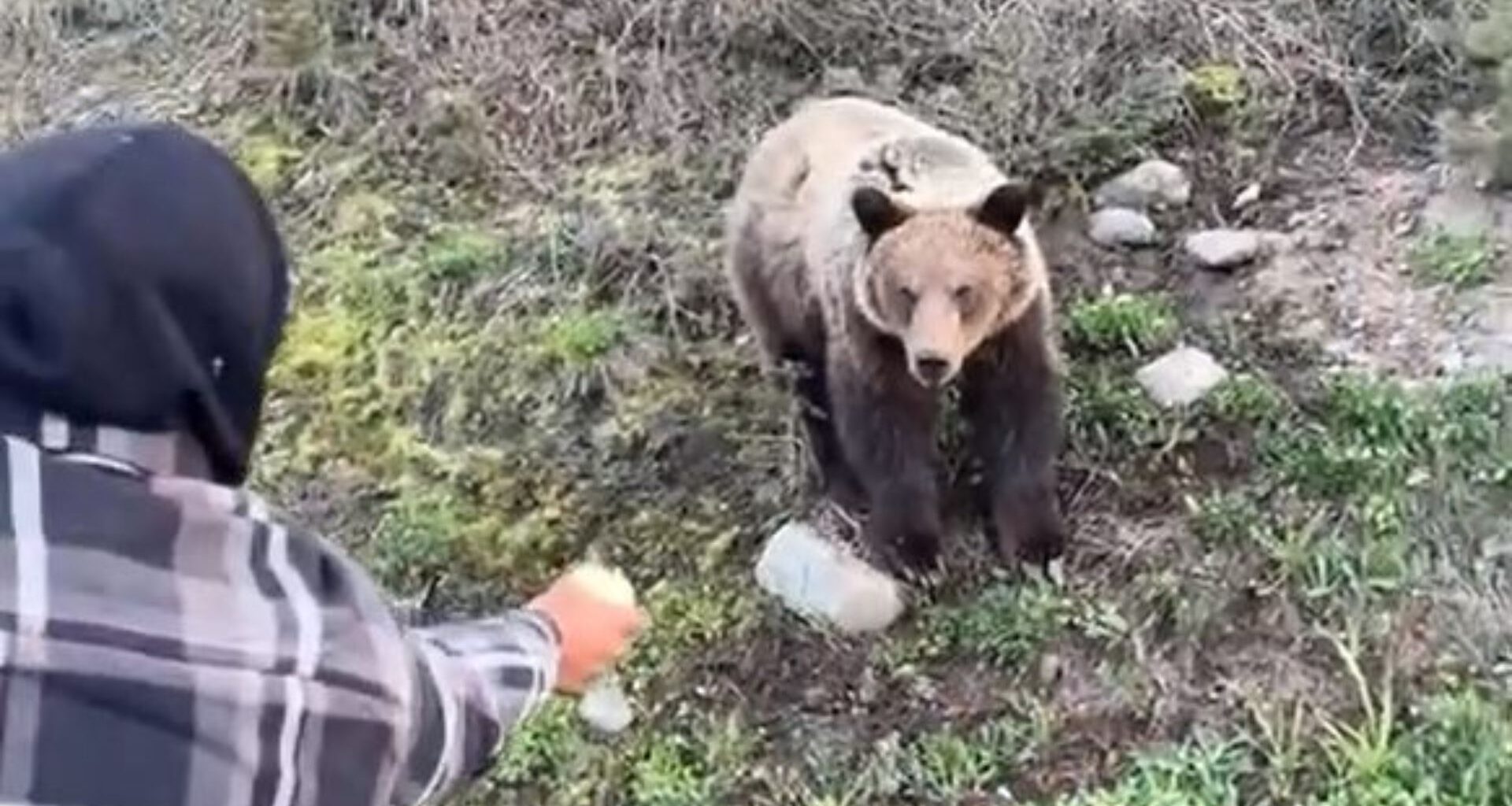 'Extremely risky': Video of men hand-feeding grizzly bears in B.C. under investigation
