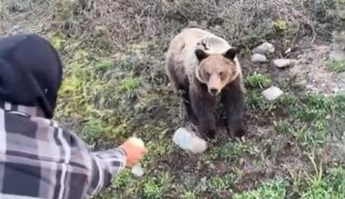 'Extremely risky': Video of men hand-feeding grizzly bears in B.C. under investigation