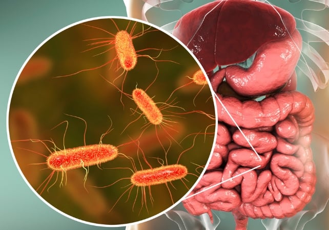 Diagram of human intestines in the background, with gut bacteria shown in a circle at the foreground