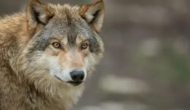 Half-dog, half-wolf: why this rare animal puzzles scientists and nature lovers