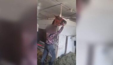 Horse hit at Winnipeg racetrack in ‘hard to watch’ video prompts calls for change - Winnipeg