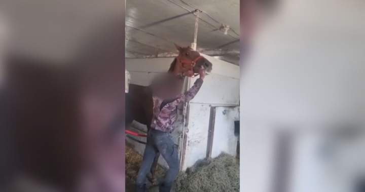 Horse hit at Winnipeg racetrack in ‘hard to watch’ video prompts calls for change - Winnipeg