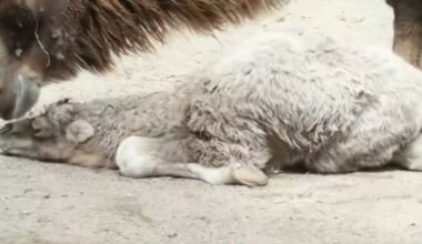 Toronto Zoo welcomes critically endangered Bactrian Camel Calf – CP24