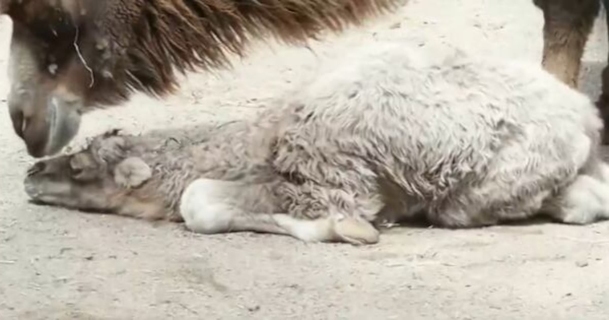 Toronto Zoo welcomes critically endangered Bactrian Camel Calf – CP24