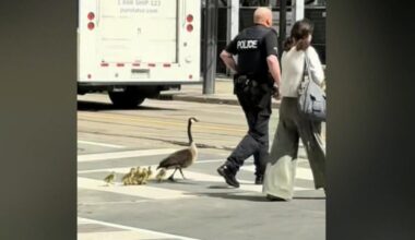 Toronto officer escorts family of geese through downtown – CP24