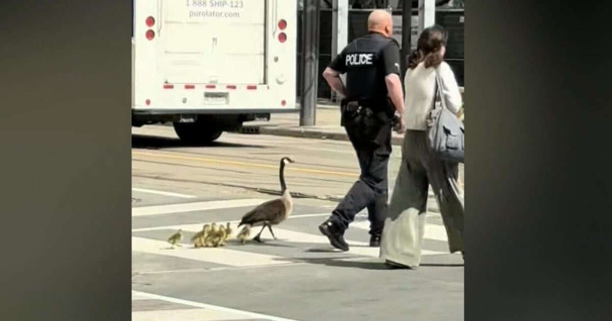 Toronto officer escorts family of geese through downtown – CP24