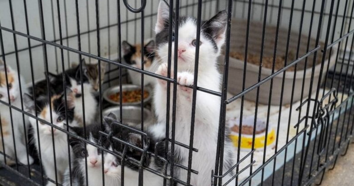 More than 60 cats rescued during Mississauga animal cruelty investigation – CP24