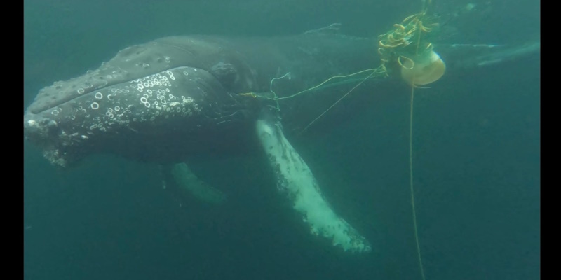 Rescue Group Frees Humpback Whale in Happy Adventure