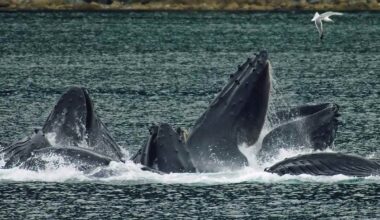 Record Number of Humpbacks Observed Feeding in 'Supergroup' Near South Africa