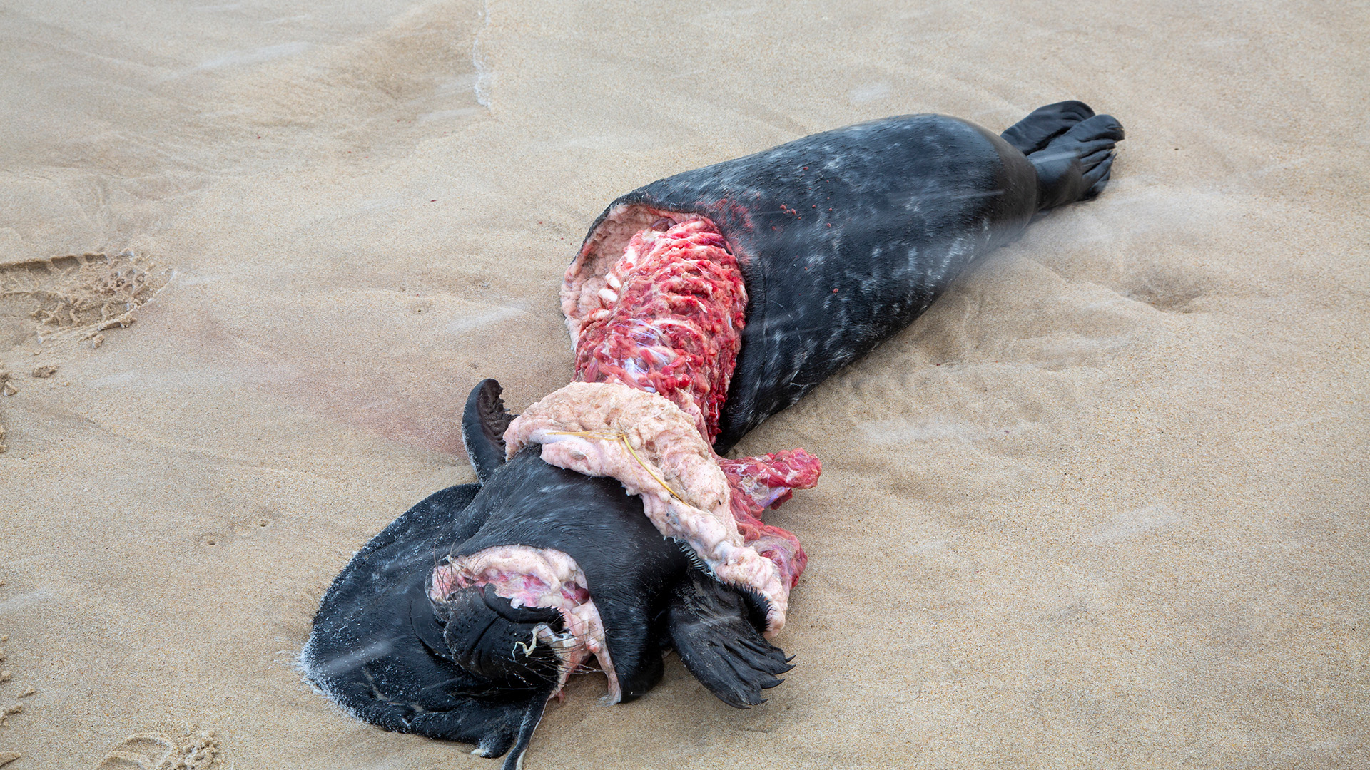 A close up of a seal carcass on a beach, with its midsection exposed.