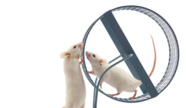 Exercise hormone irisin shields nerve cells in MS mouse study