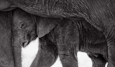 Close-up black and white photo of a baby elephant nestled under and between adult elephant legs