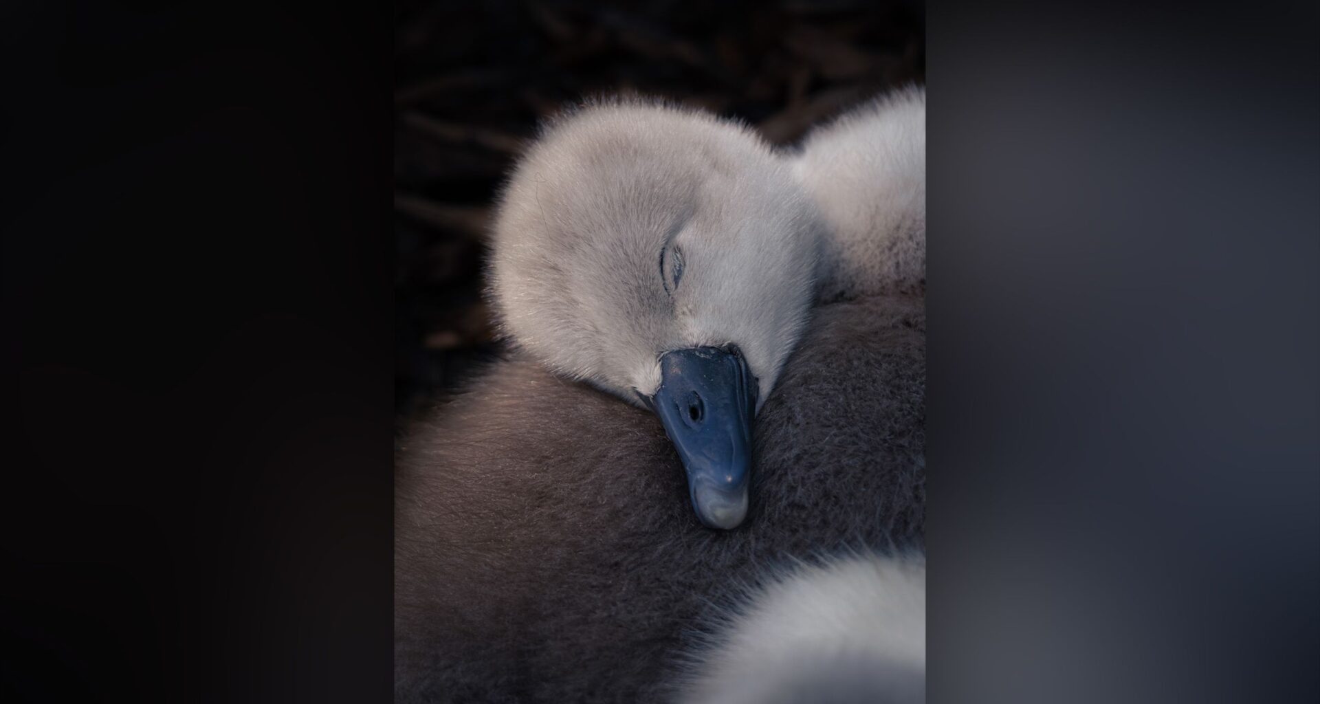 18-year-old photographer wins top prize with heartwarming cygnet image – "They all lay down for a rest right beside me"