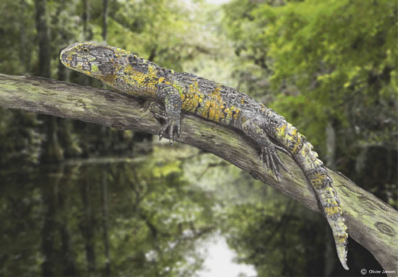 Paleoartistic reconstruction of Acutodon villeveyracensis, the oldest known member of the pan-shinisaur lineage ever found in Europe. Image credit: Olivier Jansen.