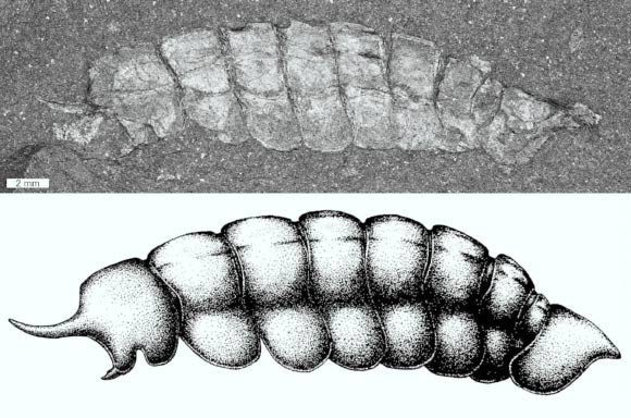 Magnicornaspis garwoodi. Image credit: Bicknell et al., doi: 10.1186/s12915-026-02617-4.
