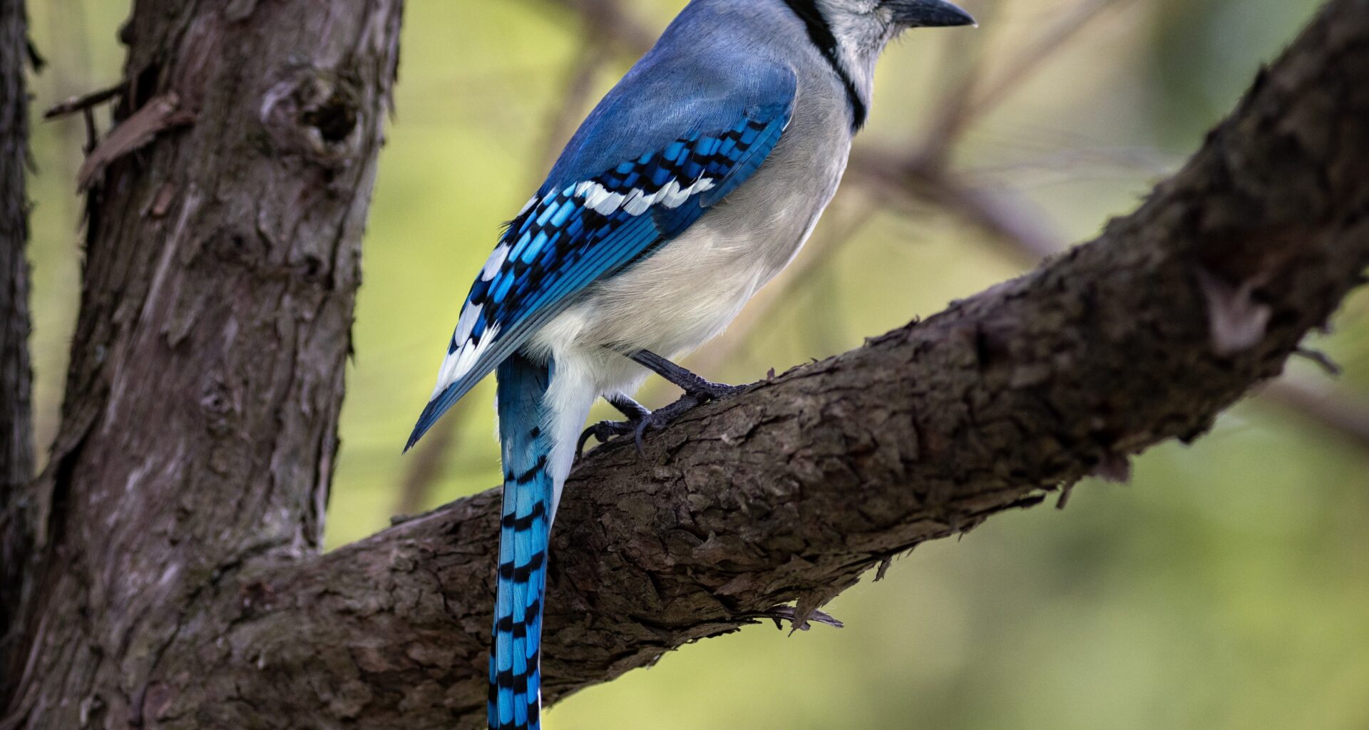 A blue jay on a tree branch.
