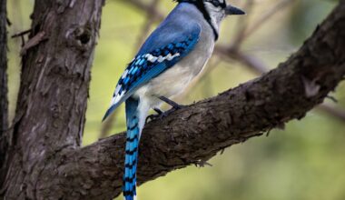 A blue jay on a tree branch.