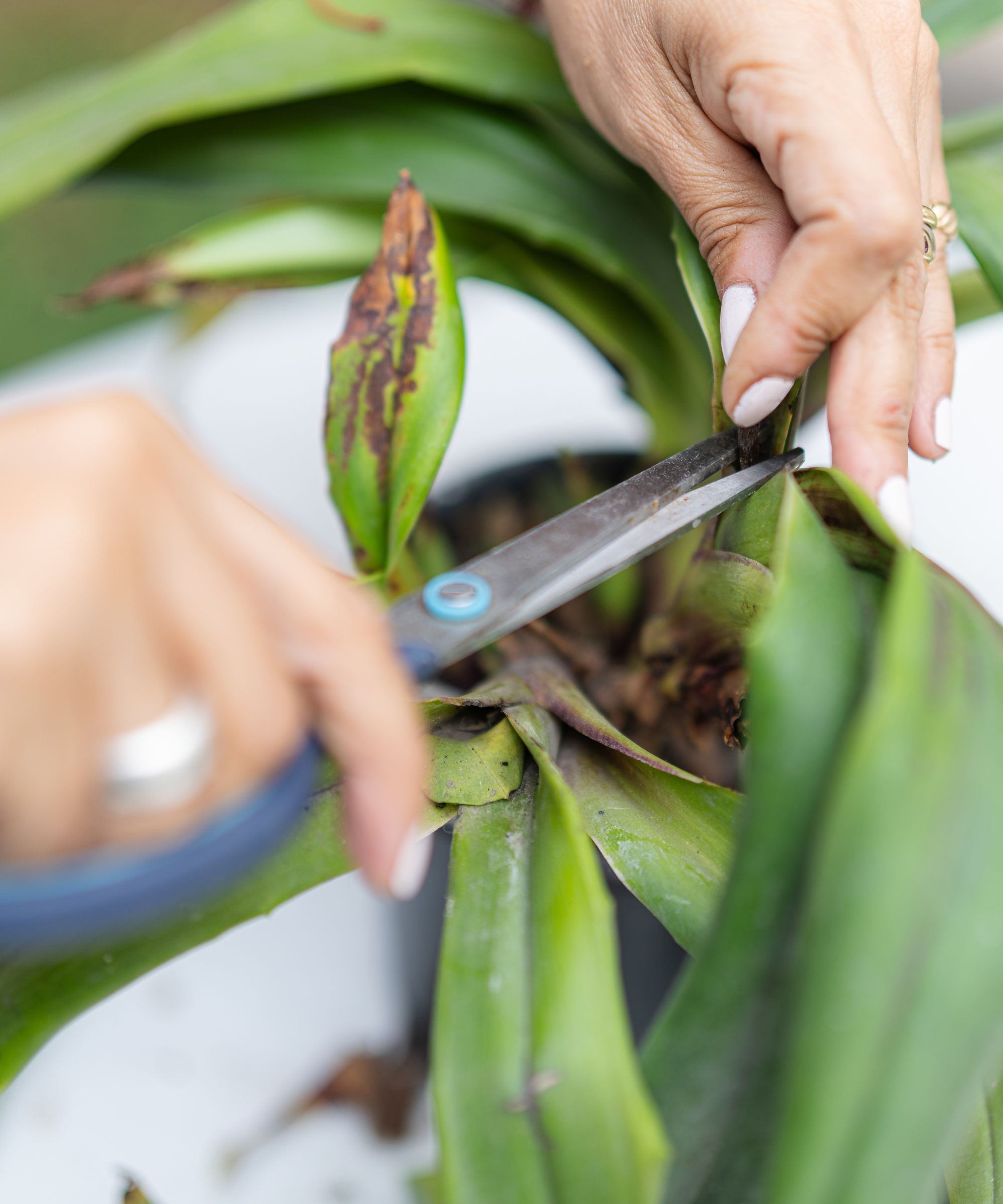 Using scissors to cut an orchid leaf