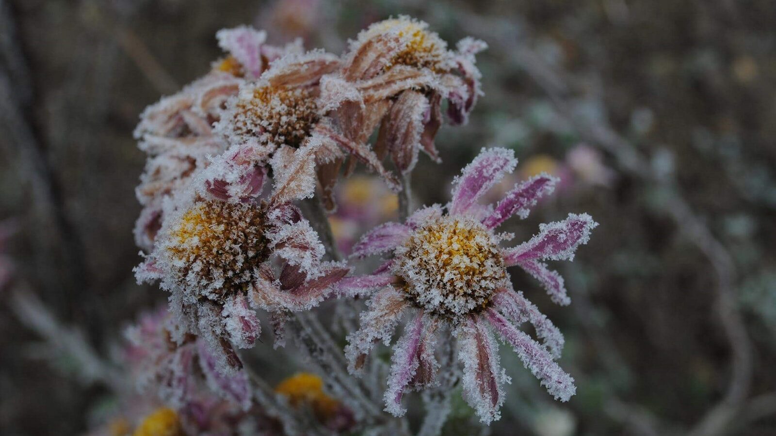 Weather roller coaster: Heat dissipates and frost returns in Ottawa