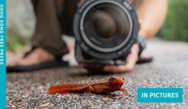 HK filmmaker's quest to document city's native newt and other wildlife