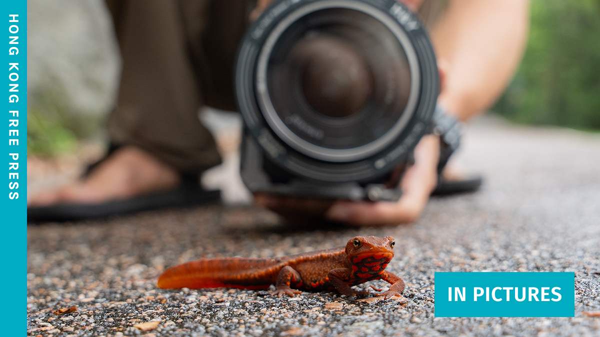 HK filmmaker's quest to document city's native newt and other wildlife