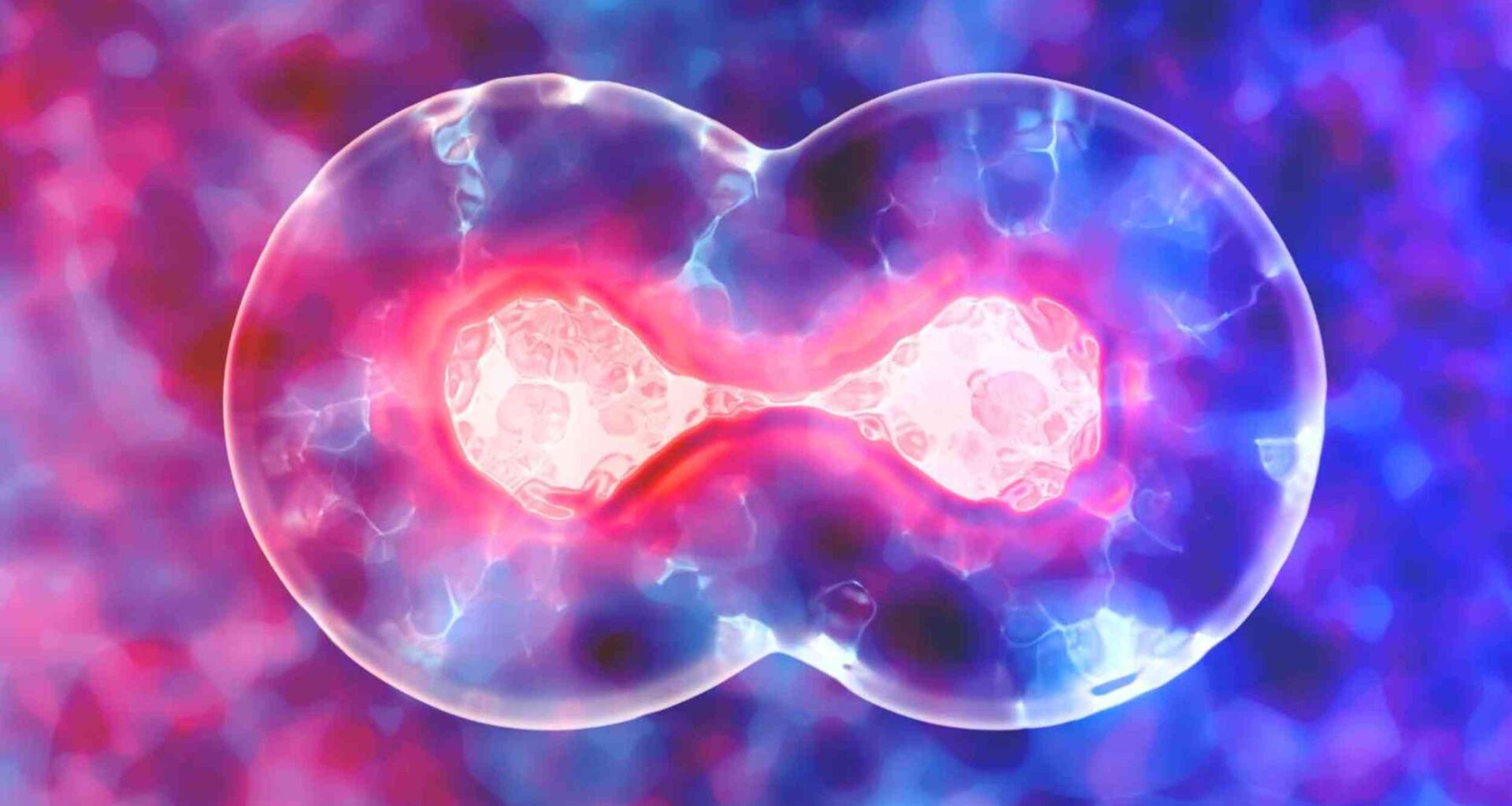 A common nutrient helps cells power up, and scientists found the hidden switch behind it