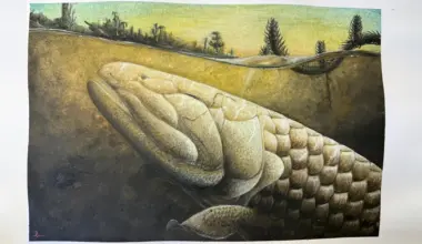 This prehistoric fish may explain how animals first walked on Earth