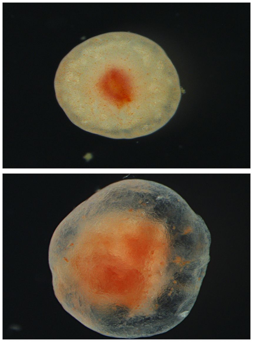 Tube foot tissue one year (top) and several years (bottom) after removal from a sea cucumber shows the wound site over time.