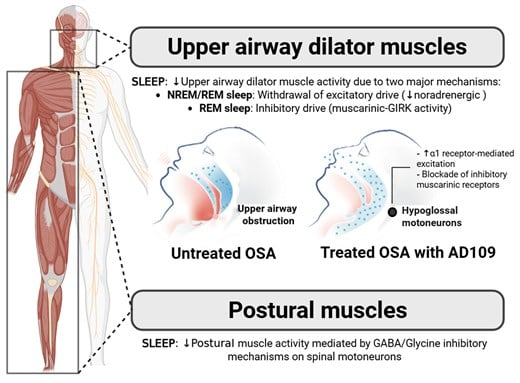 A Simple Nightly Pill to Treat Sleep Apnea Achieves 40 Percent Success Rate