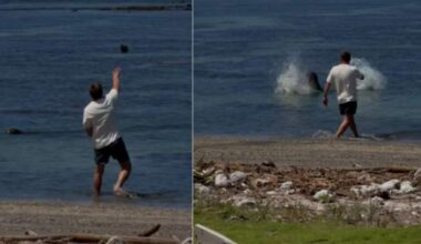 Man accused of throwing rock at endangered seal barred from Hawaii beaches - National