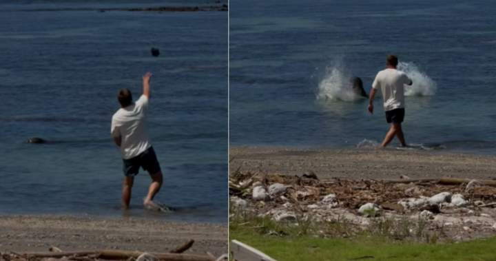 Man accused of throwing rock at endangered seal barred from Hawaii beaches - National