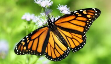 Monarch butterfly