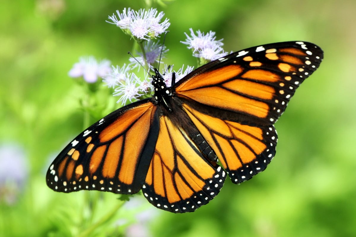 Monarch butterfly