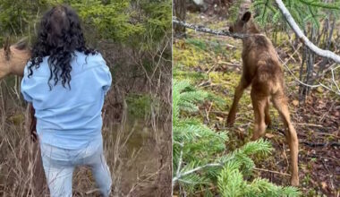 Off-Duty Conservation Officer Helps Moose Calf Near Catamaran Provincial Park