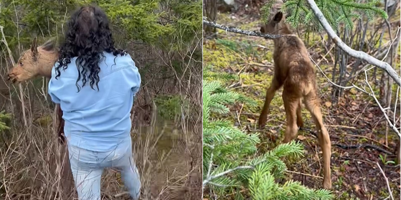 Off-Duty Conservation Officer Helps Moose Calf Near Catamaran Provincial Park
