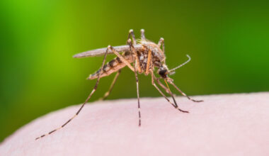 Winnipeg begins mosquito treatment program ahead of summer season