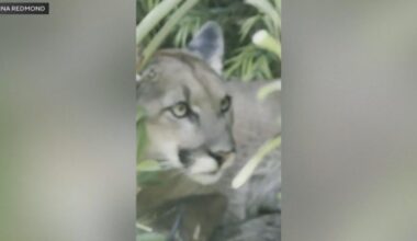 Wildlife officials track mountain lion through Santa Monica neighborhood