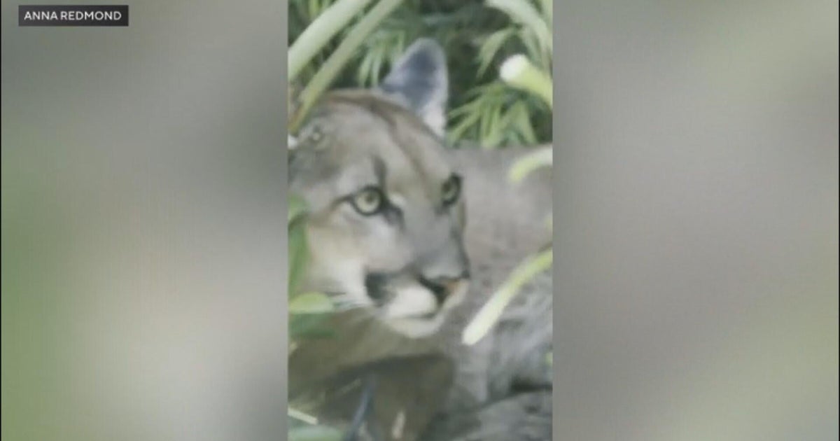 Wildlife officials track mountain lion through Santa Monica neighborhood