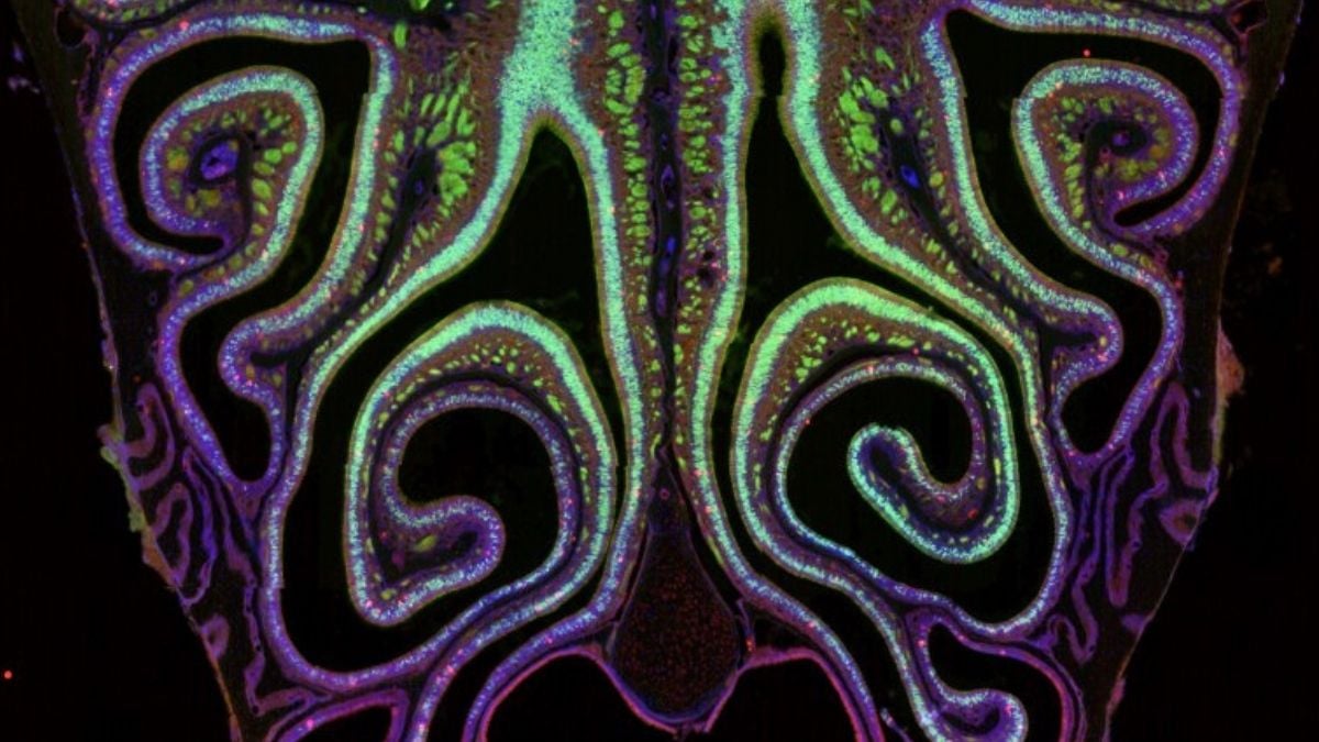 Scientists Have Created The First Ever 'Smell Map', And It's Stunning : ScienceAlert