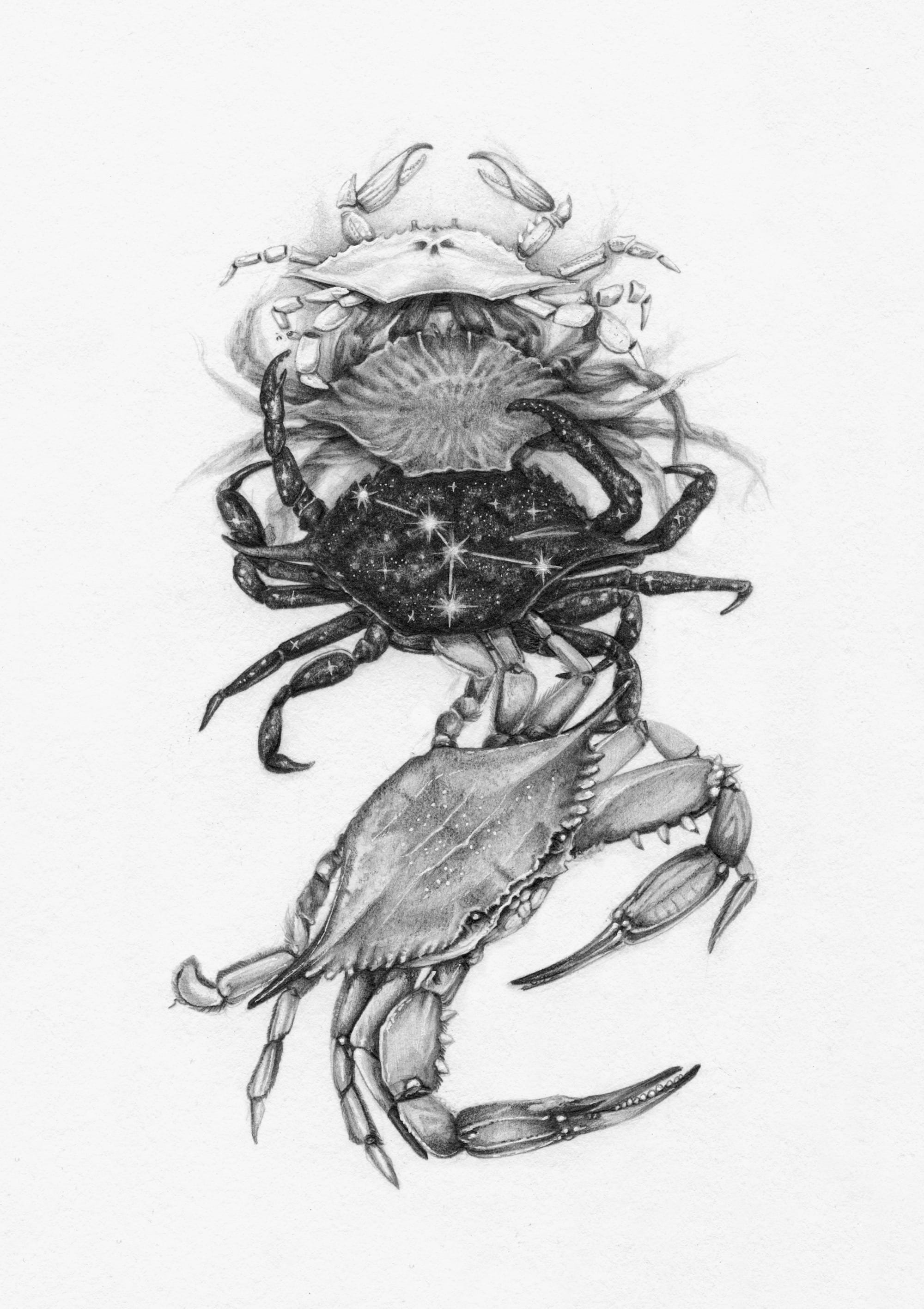 a drawing by Christina Mrozik of crabs