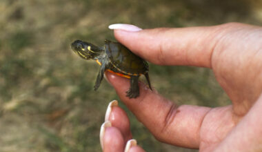 Municipalities feeling the brunt of Bill 5; local turtle conservation group goes to City of Brampton for support