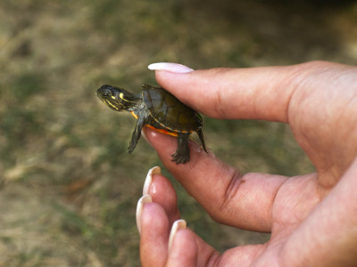 Municipalities feeling the brunt of Bill 5; local turtle conservation group goes to City of Brampton for support