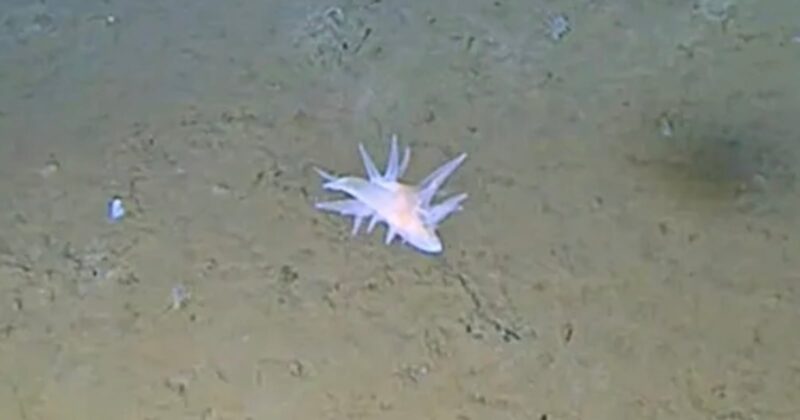 A pale, soft-bodied sea creature with multiple spiky appendages crawls along the muddy ocean floor.