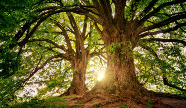 There are more trees on Earth than stars in the Milky Way. A major global estimate put the planet’s tree count at about three trillion, while NASA gives the Milky Way’s star count as roughly 100 to 400 billion.