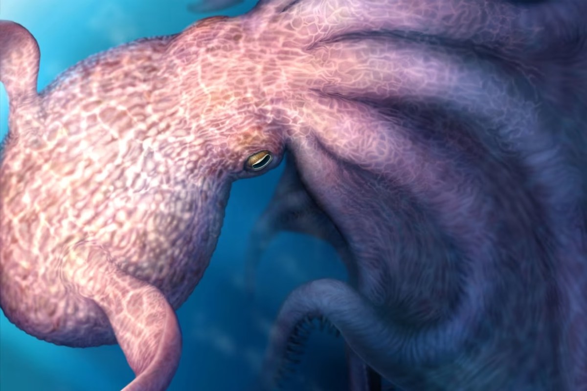 A close-up view of a colorful octopus illuminated by underwater light.